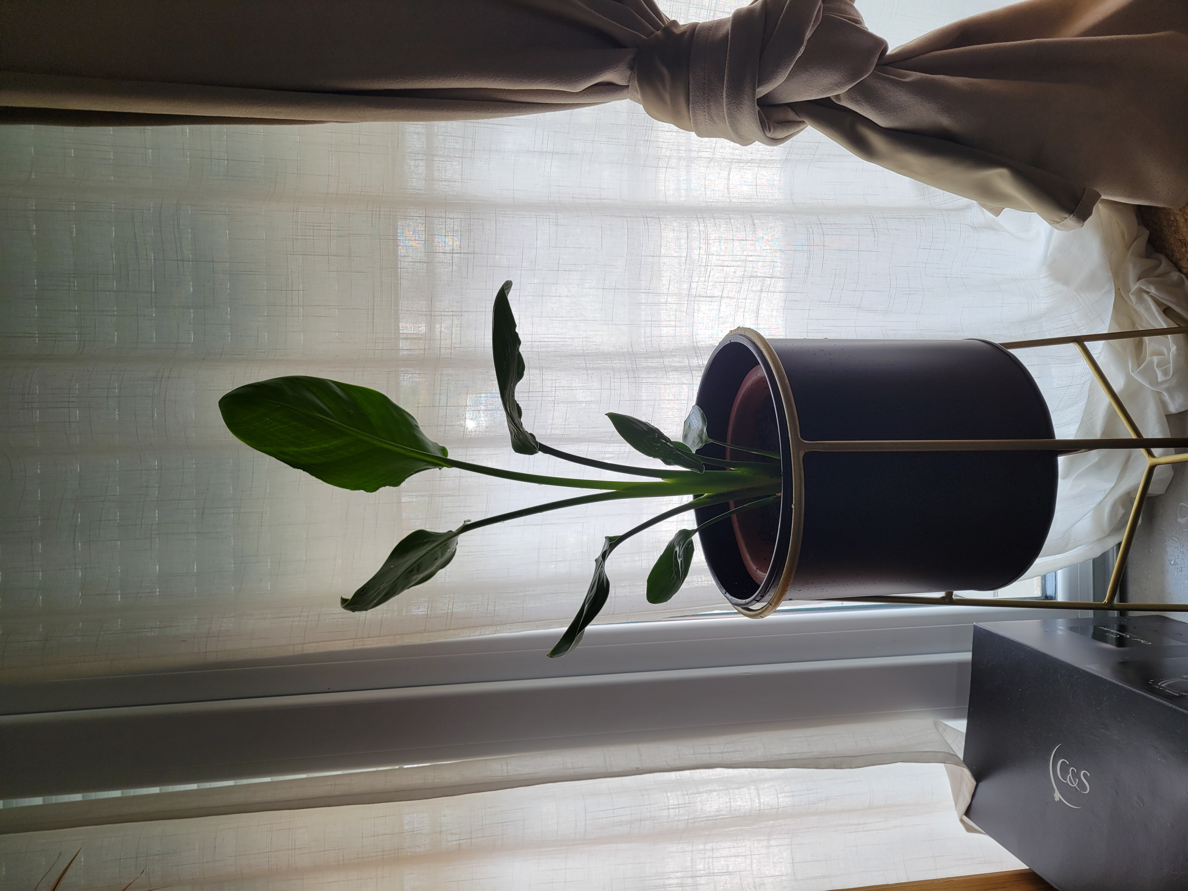 Plante - Juin 2025
