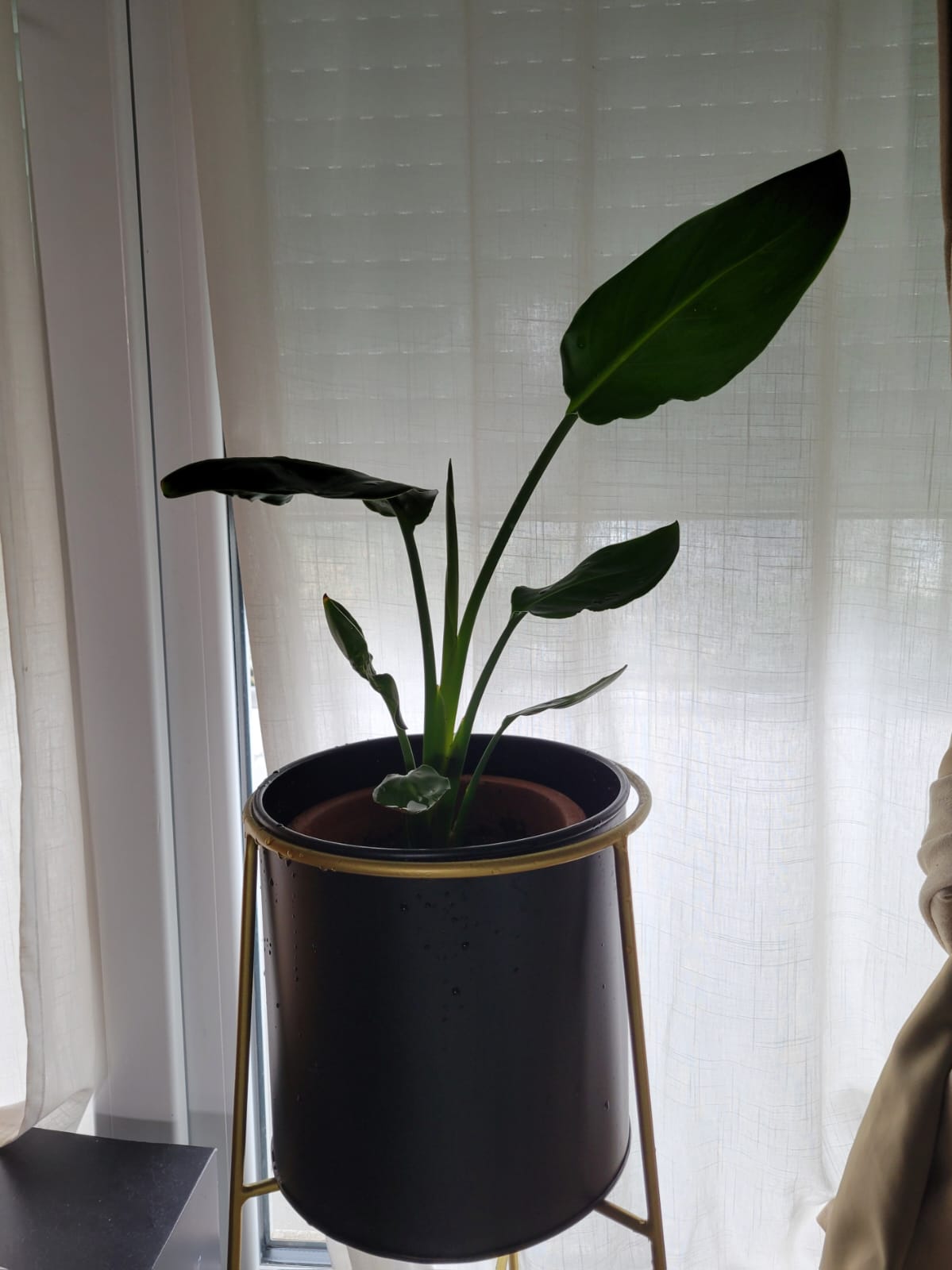 Plante - Mai 2025